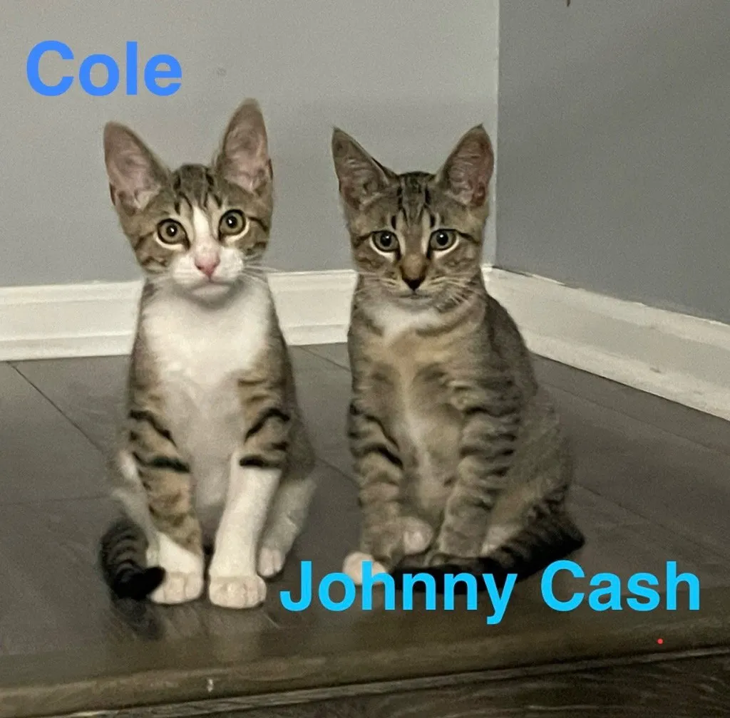 Cole - Photo 1