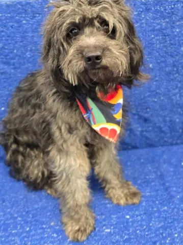Comet