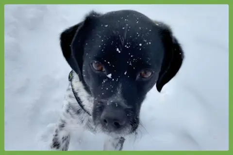 Oreo
