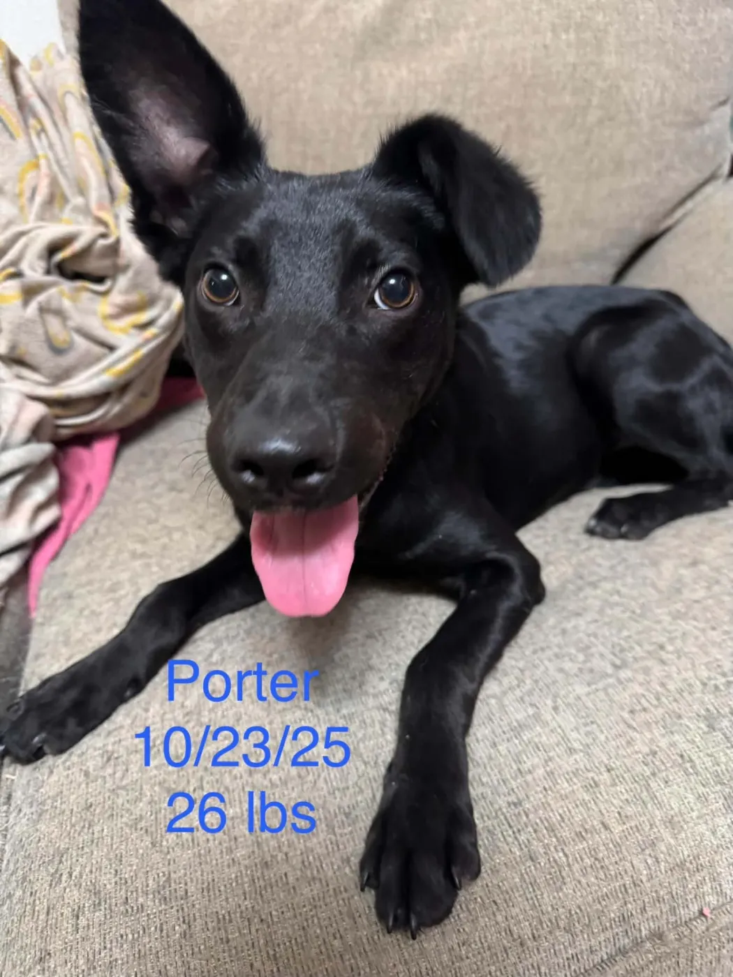 Porter - Photo 1