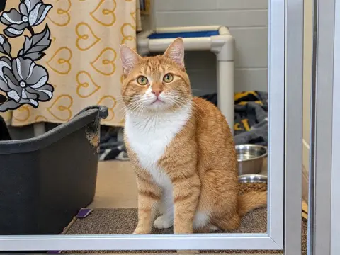 Felix