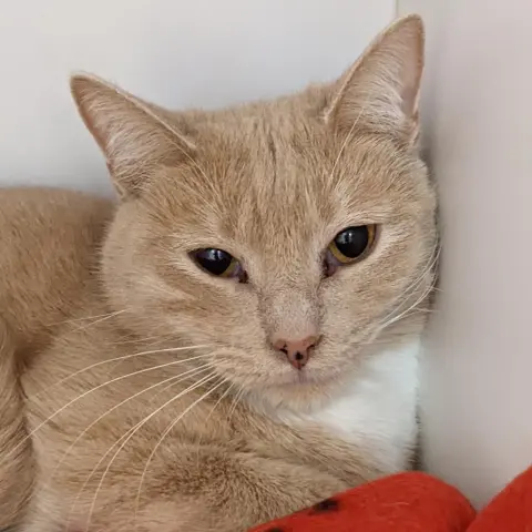 Maybelline thumbnail 2