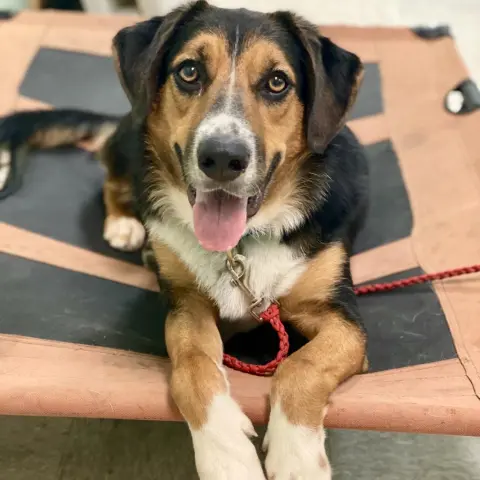 Schroeder thumbnail 3