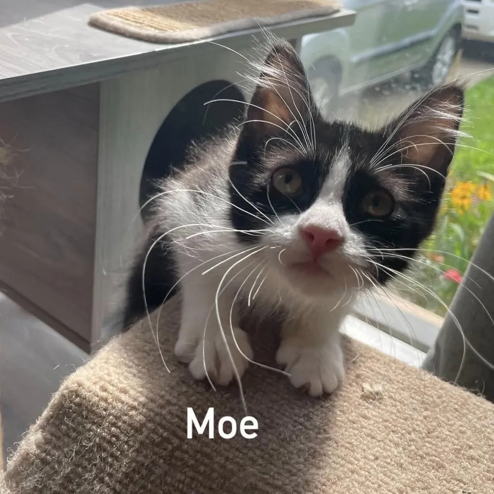 Moe - Photo 1