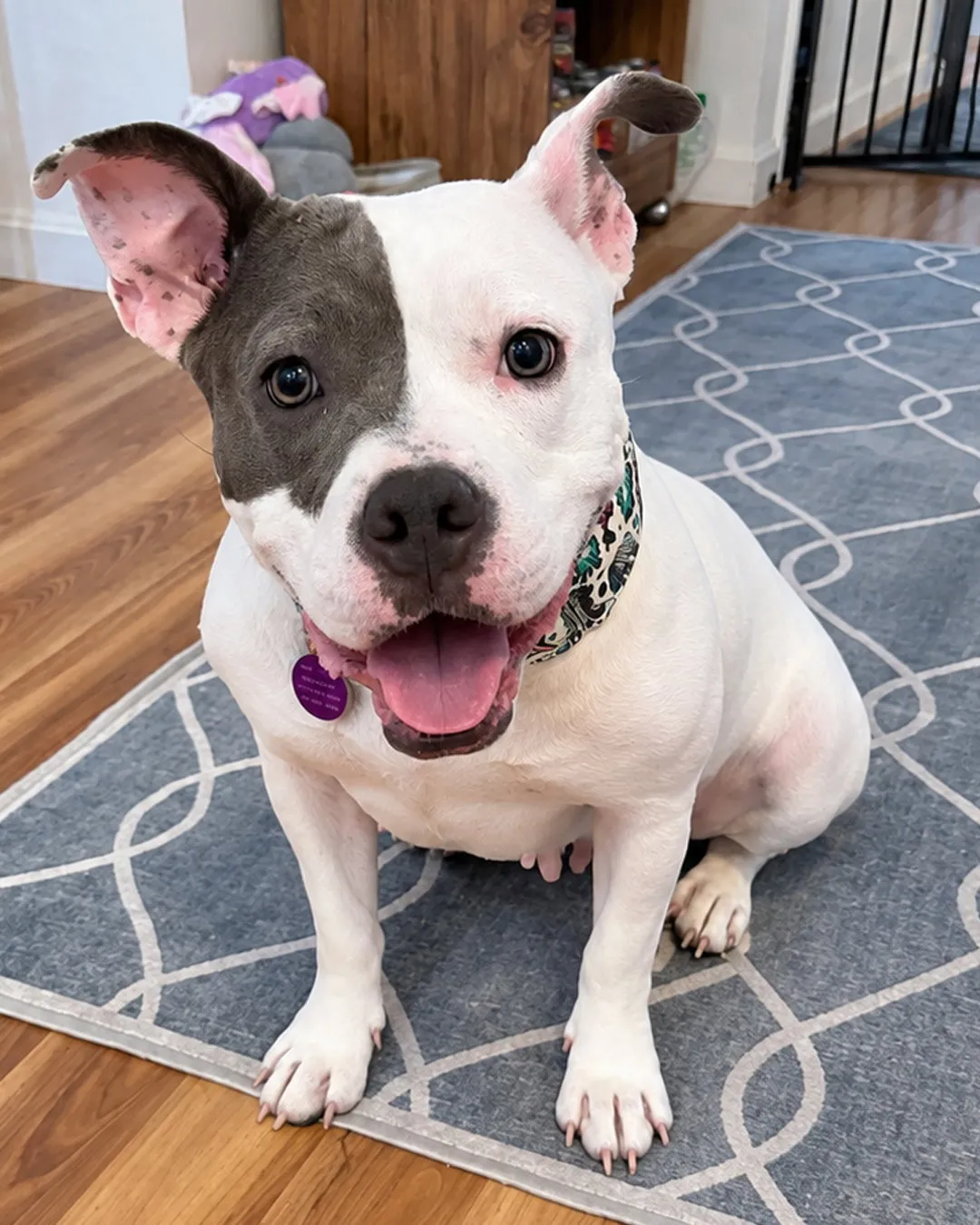 Daisy - Photo 1