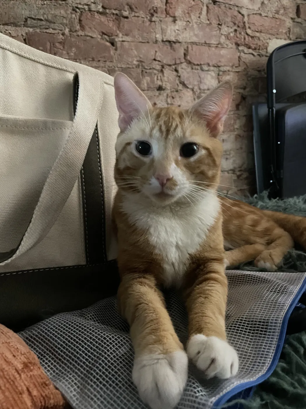 Garfield - Photo 1