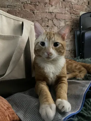 Garfield