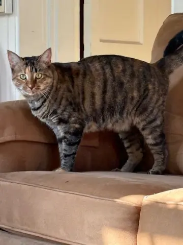 Sister Cat 1