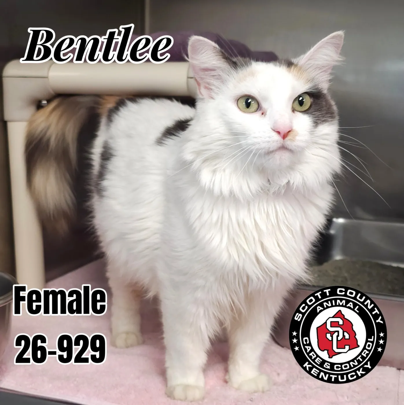 Bentlee - Photo 1