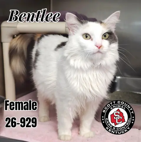 Bentlee