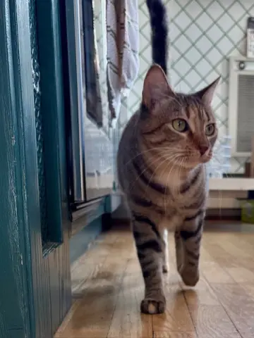 Sister Cat 2