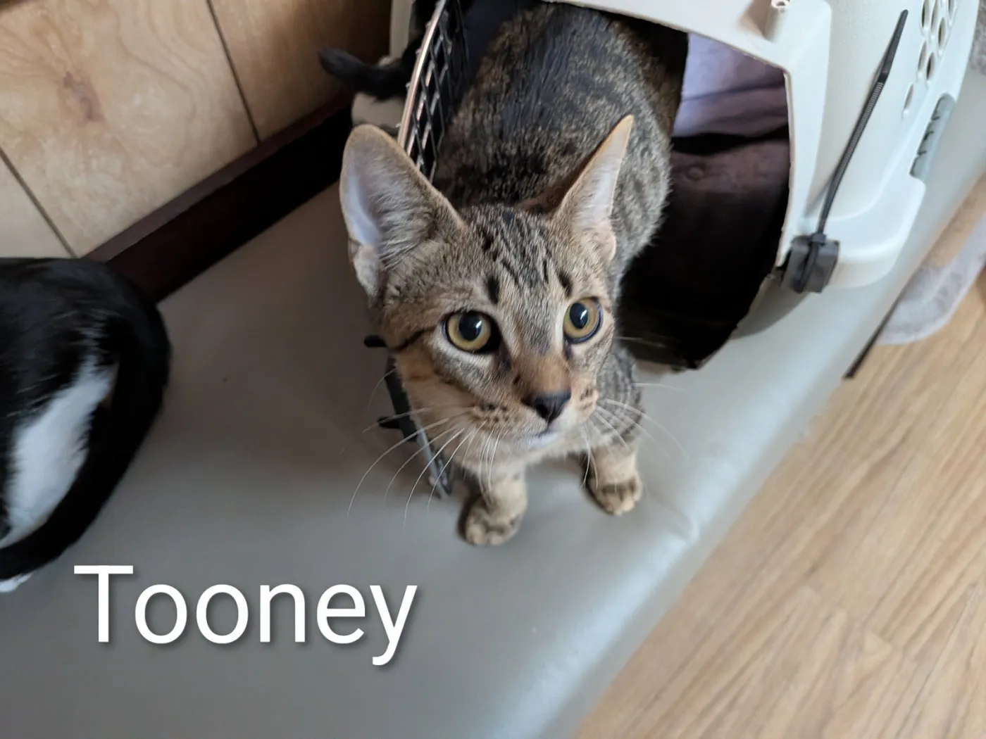 Tooney - Photo 1