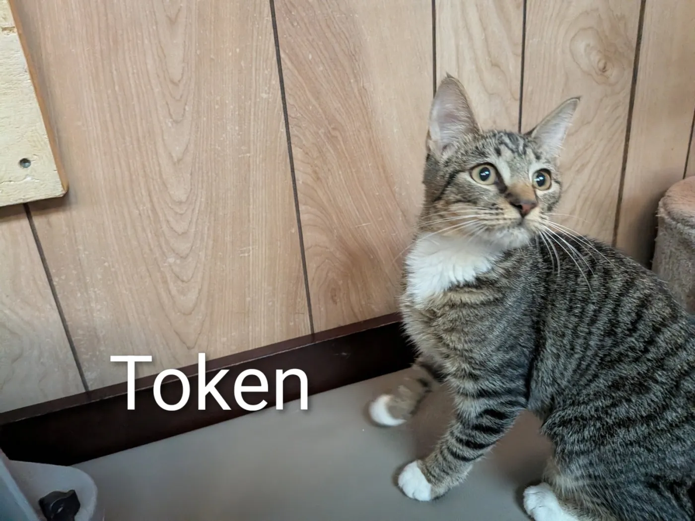 Token - Photo 1