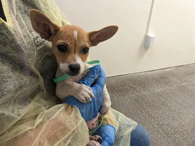 Dingo - Photo 1