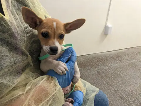 Dingo