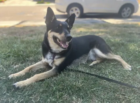 Snickers thumbnail 2