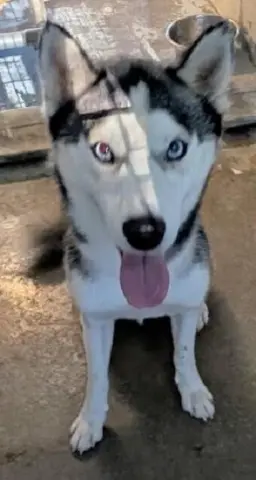 Simon