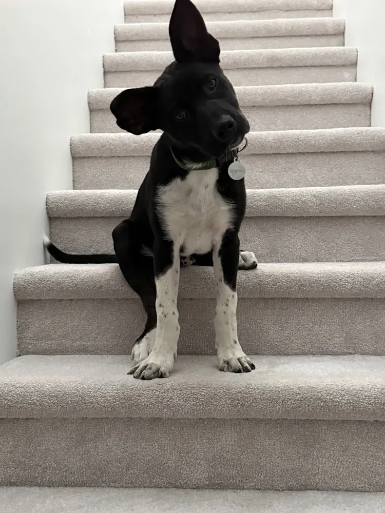 Onyx - Photo 1