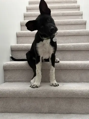 Onyx
