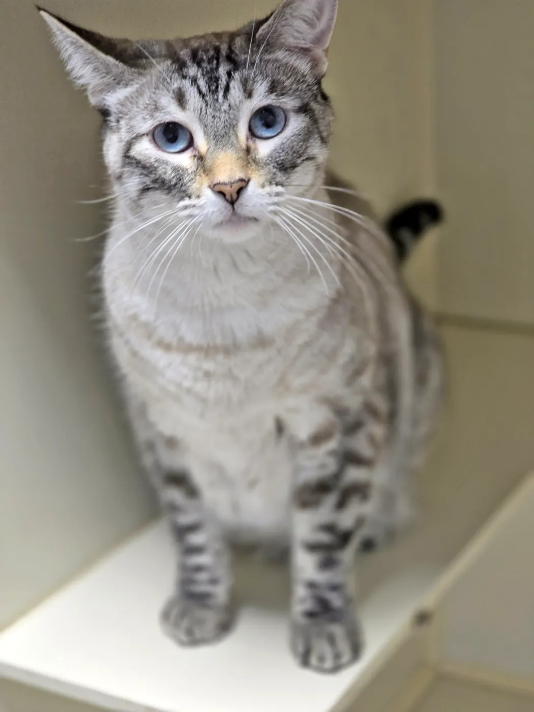 Frankie - Photo 1