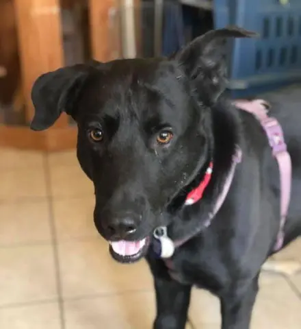 Mac Davis thumbnail 3