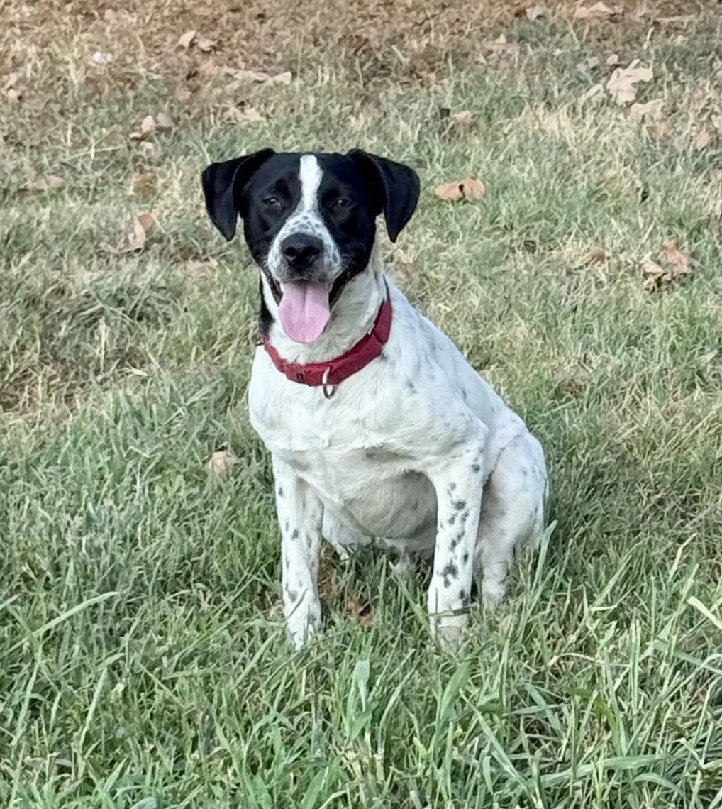Junior Dot - Photo 1