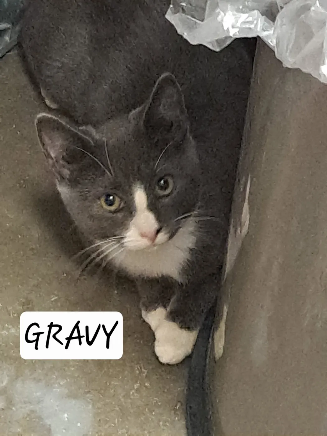 Gravy - Photo 1