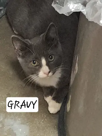 Gravy