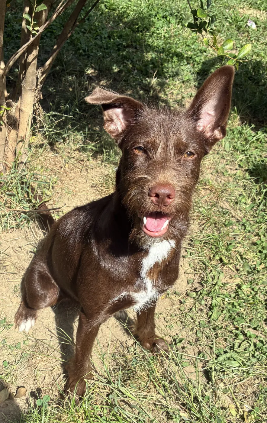 Pippy - Photo 1