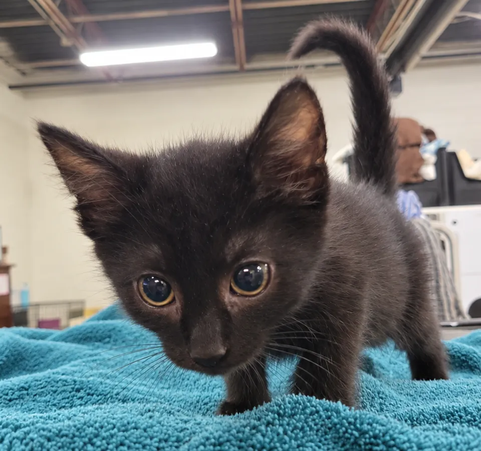 Kitten Cursor - Photo 1
