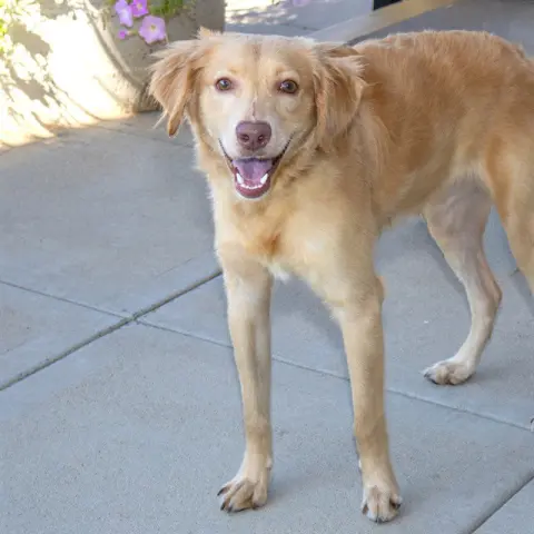 Koda
