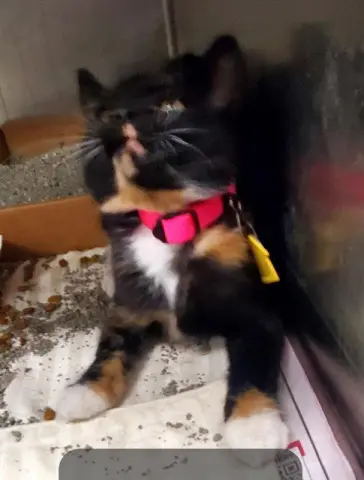 Jalapeno