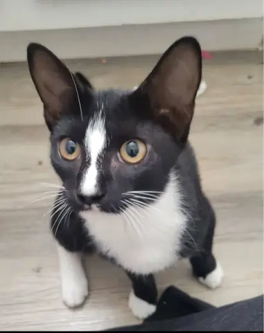 Tabitha