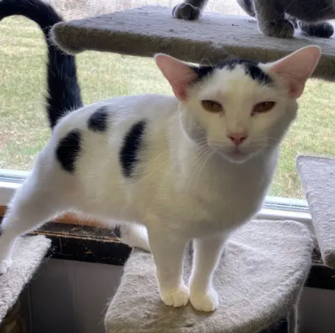 Doohickey thumbnail 2