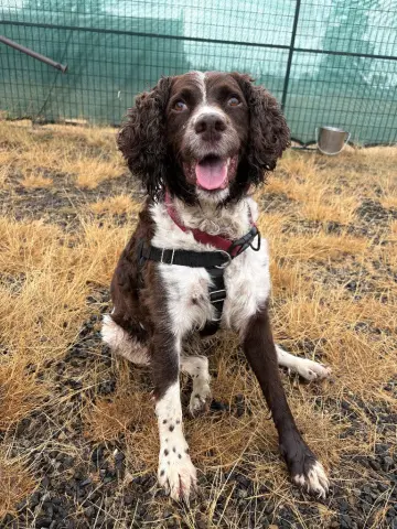 Kona