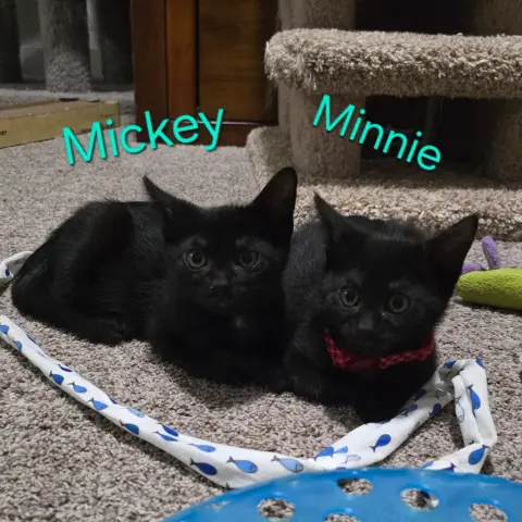 Minnie