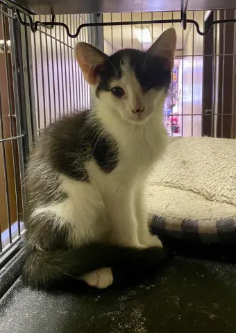 Thingamabob thumbnail 2