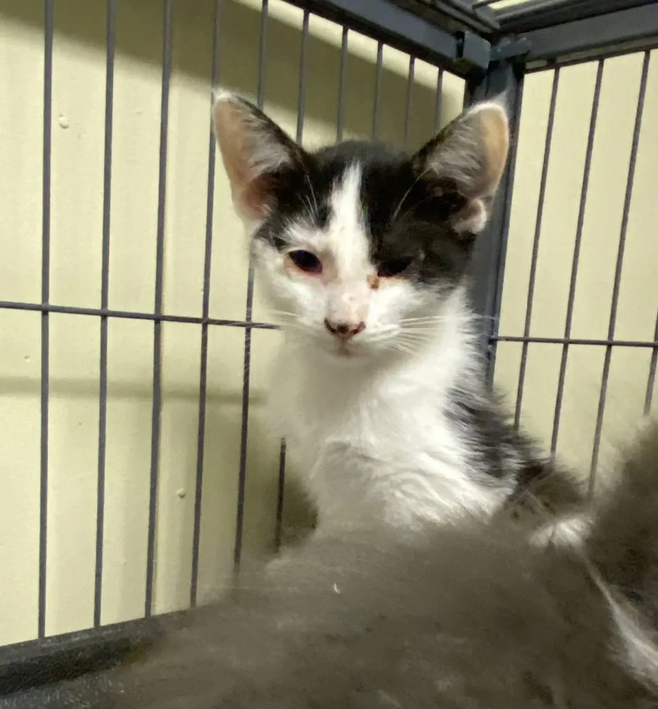 Thingamabob - Photo 3