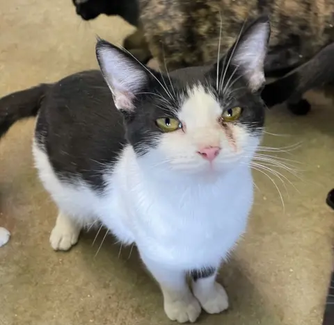 Thingamajig thumbnail 2