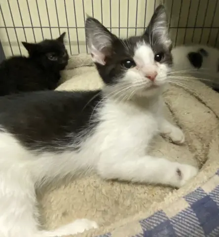 Thingamajig thumbnail 4