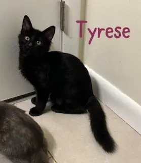 Tyrese