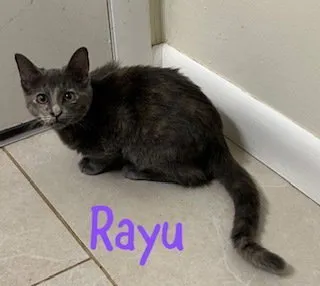 Rayu - Photo 1