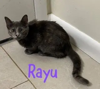 Rayu