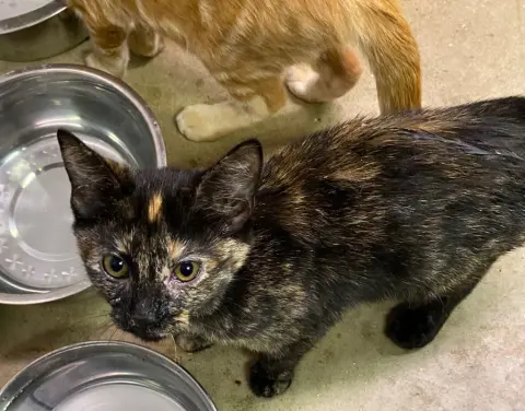 Bamboozle thumbnail 3