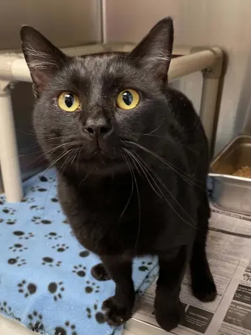 Binx
