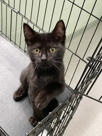 Bruce