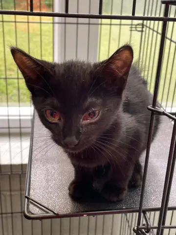 Oliver
