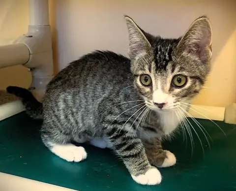 Artemis
