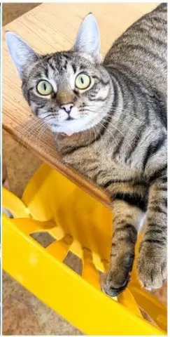 Frieda