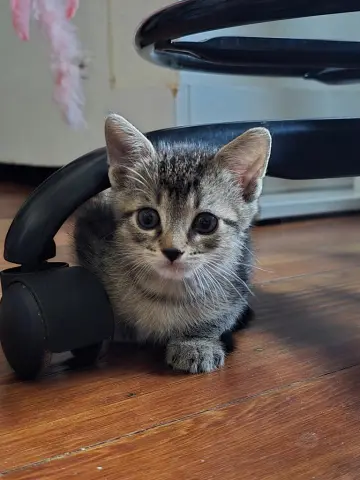 Tabitha